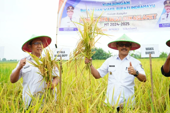 syaefudin petani tadah hujan