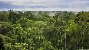 hutan amazon
