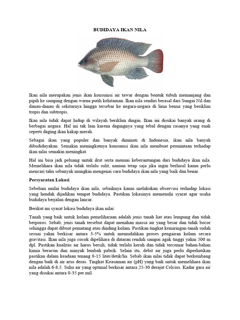 Mengapa Ikan Nila Rentan Mati Saat Hujan, Petani Harus Tahu