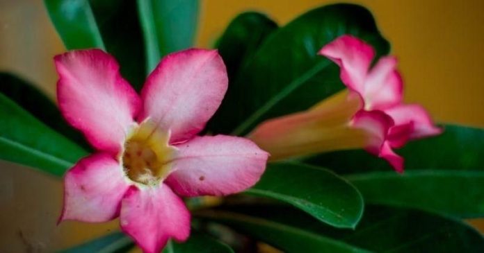 Attachment for Pohon Kamboja dalam Feng Shui: Baik atau Buruk?