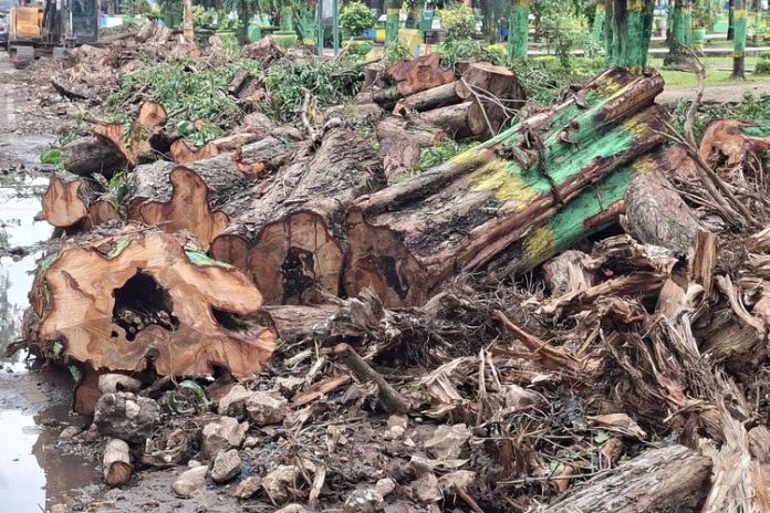 Attachment for Hari Pohon Sedunia, Puluhan Pohon Rindang di Taman Kota Sumenep Ditebang