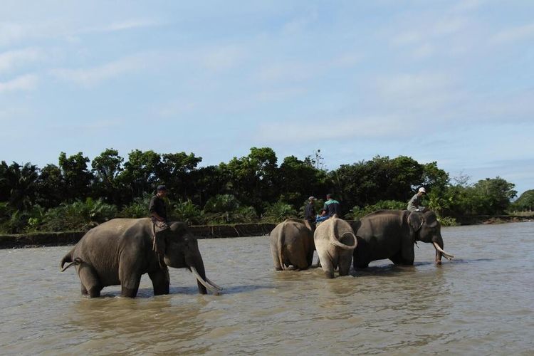 Video Gajah Selamatkan Anjing Saat Banjir Ternyata Rekayasa AI