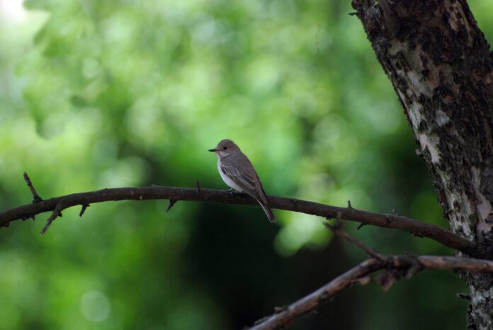 Attachment for Burung Pemakan Ikan Berwarna Cerah di Alam Liar