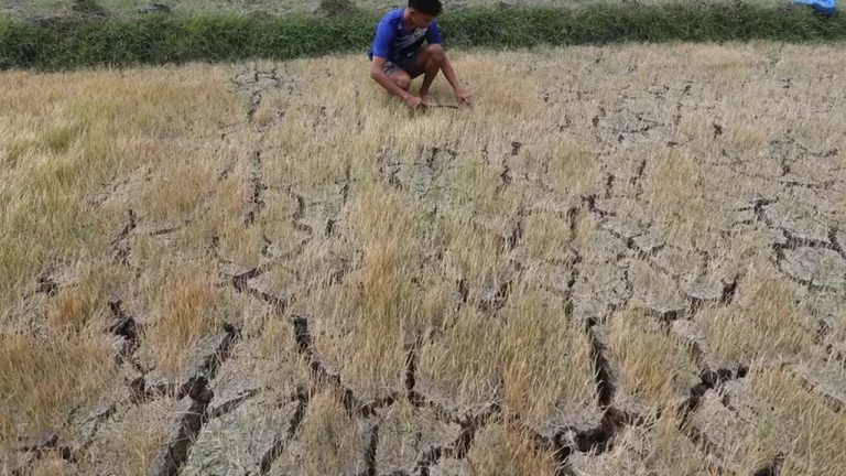 BI Waspadai El Nino Oktober 2026, Fokus Jaga Pasokan Pangan dan Inflasi